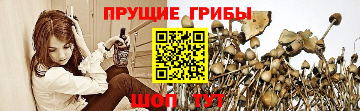 Псилоцибиновые грибы мухоморы  Псилоцибиновые грибы мицелий  Чебаркуль  Вход с VPN 